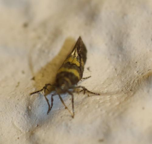 Chrysoesthia sexguttella